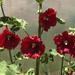 Malva Real Roja - Malva Real Roja