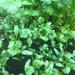 Cilantro Fino - Cilantro Fino