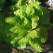 Lechuga De Invierno - Lechuga De Invierno