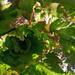 Lechuga De Invierno - Lechuga De Invierno