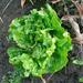 Lechuga De Invierno - Lechuga De Invierno