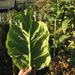 Tabaco Virginica - Tabaco Virginica