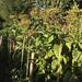 Tabaco Virginica - Tabaco Virginica