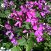 Lunaria - Lunaria
