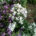 Lunaria - Lunaria