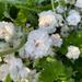 Clavelin Blanco Plumoso - Clavel Blanco Plumoso