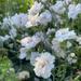 Clavelin Blanco Plumoso - Clavel Blanco Plumoso