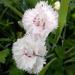 Clavelin Blanco Plumoso - Clavel Blanco Plumoso