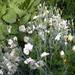 Clavelin Blanco Plumoso - Clavel Blanco Plumoso