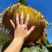 Maravilla Mammut - Girasol Mamut Mix