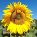 Maravilla Mammut - Girasol Mamut Mix