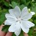 Malva Cordón Blanco - Malva Cordón Blanco