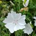 Malva Cordón Blanco - Malva Cordón Blanco