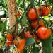 Tomate Red Zebra - Tomate Red Zebra