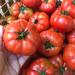 Tomate Limachino - Tomate Limachino