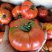 Tomate Limachino - Tomate Limachino