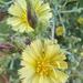 Lechuga Costina Morada - Lechuga Costina Morada