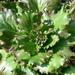 Lechuga Costina Morada - Lechuga Costina Morada
