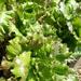 Lechuga Costina Morada - Lechuga Costina Morada