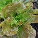 Lechuga Mix - Lechuga Mix