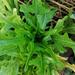Lechuga Mix - Lechuga Mix