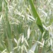 Avena - Avena