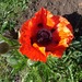 Amapola Oriental - Amapola Oriental Anaranjada