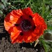 Amapola Oriental - Amapola Oriental Anaranjada