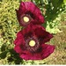 Amapola Mix - Amapola Mix
