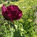 Amapola Mix - Amapola Mix