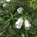 Salvia de Monte - Salvia De Monte (Nativa)