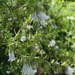 Salvia de Monte - Salvia De Monte (Nativa)