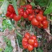 Tomate De Viaje - Tomate De Viaje