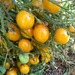 Tomate Cherry Amarillo - Tomate Amarillo Globito