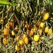 Tomate Cherry Amarillo - Tomate Amarillo Globito