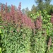 Kinwa Morada de Rupumeica - Kinwa Morada De Rupumeica