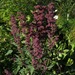 Kinwa Morada de Rupumeica - Kinwa Morada De Rupumeica