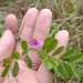 Arvejilla Silvestre - Arvejilla Silvestre