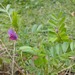 Arvejilla Silvestre - Arvejilla Silvestre