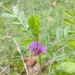 Arvejilla Silvestre - Arvejilla Silvestre