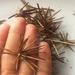 Alfalfa Chilota - Alfalfa Chilota