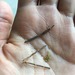 Alfalfa Chilota - Alfalfa Chilota