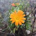 Caléndula Mix - Caléndula Naranja Y Amarilla