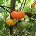 Tomate Naranja - Tomate Naranja