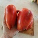 Tomate Cuerno De Los Andes - Tomate Cuerno De Los Andes