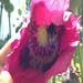 Amapola Fuxia - Amapola Fuxia