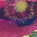 Amapola Fuxia - Amapola Fuxia