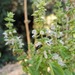 Albahaca - Albahaca