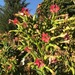 Tabaco Virginica - Tabaco Virginica