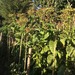 Tabaco Virginica - Tabaco Virginica